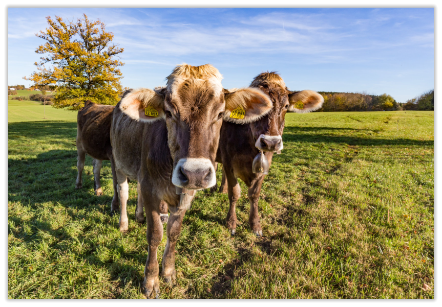 Fleisch vom Naturmetzger