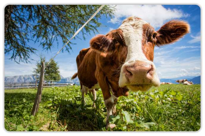 Fleisch vom Naturmetzger